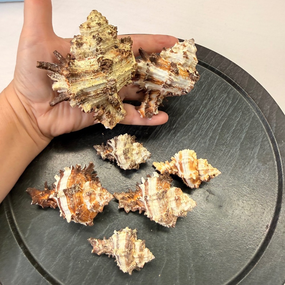 Natural Murex Sea Shells Lot of 7 Brown White Coastal‎ Decor Craft crusty